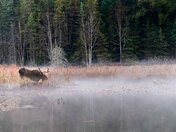 Moose in the Mist #1