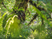 Olympic National Park