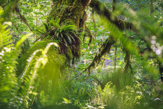 Olympic National Park