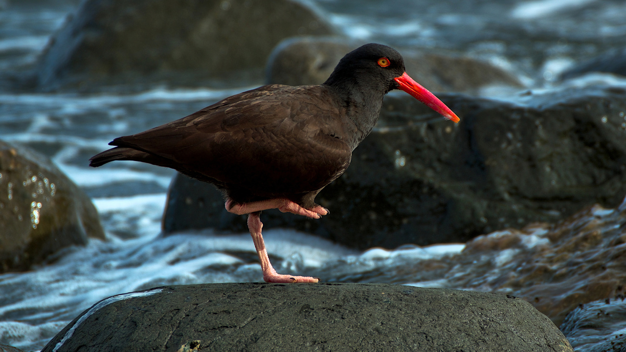 Black Oyster Catcher