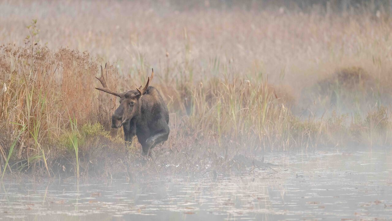 Moose in the mist #2