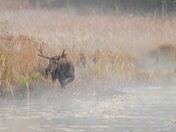 Moose in the mist #2