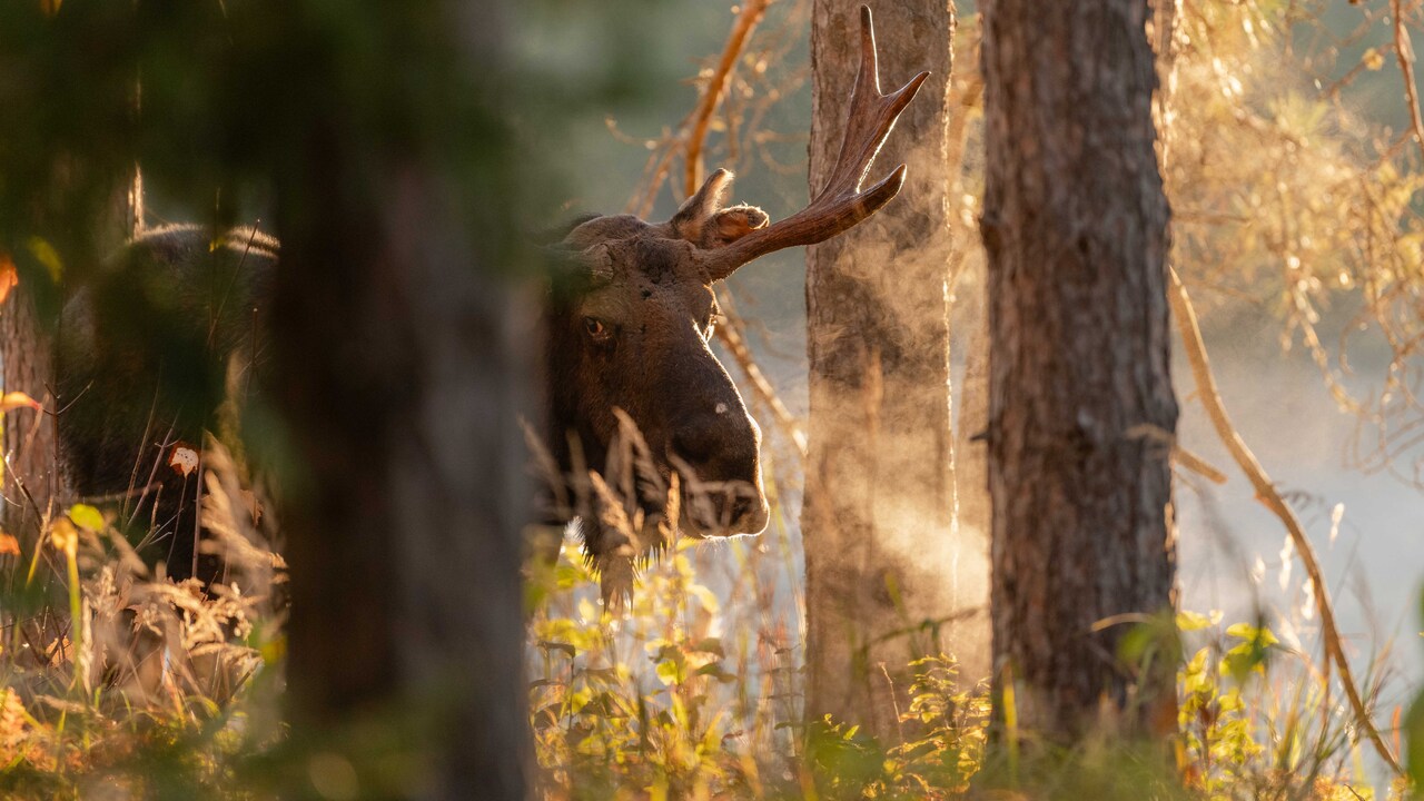 Moose in the mist #3