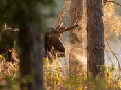 Moose in the mist #3