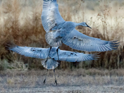 Bosque del Apache National Wildlife Refuge
