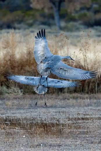 Bosque del Apache National Wildlife Refuge