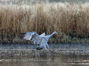 Bosque del Apache National Wildlife Refuge