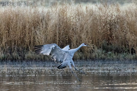 Bosque del Apache National Wildlife Refuge