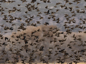 Bosque del Apache National Wildlife Refuge