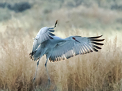 Bosque del Apache National Wildlife Refuge