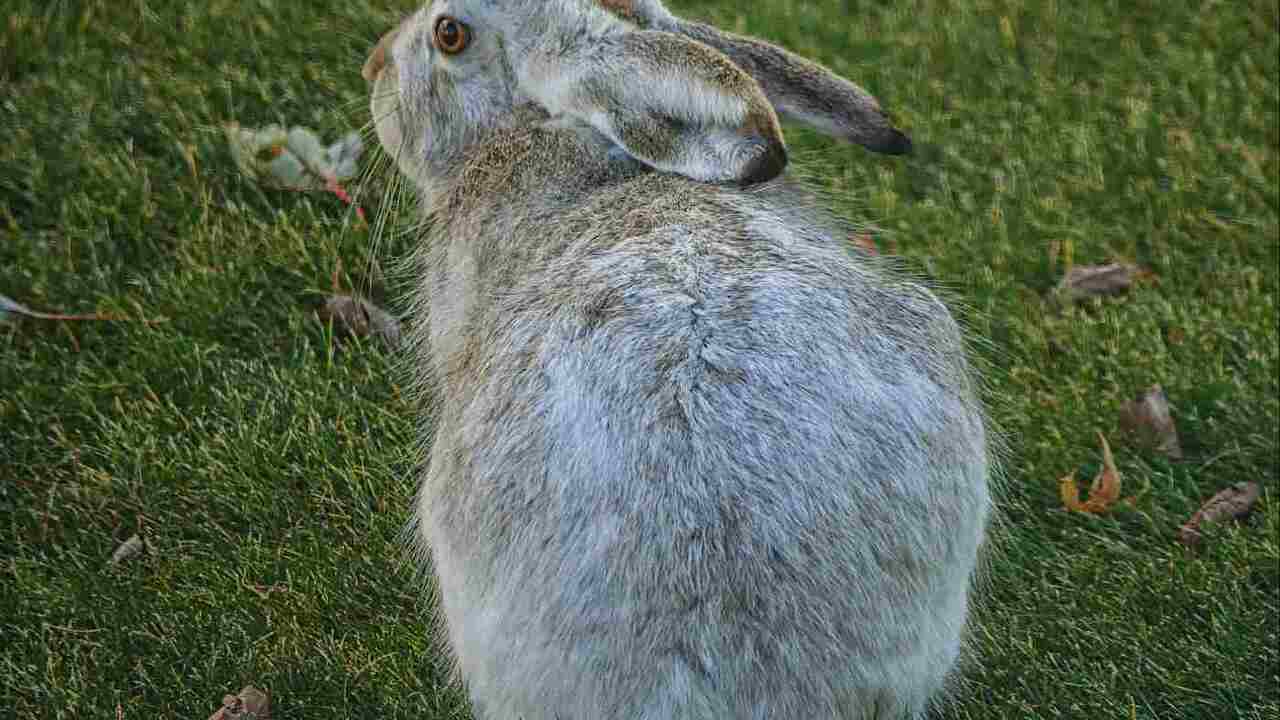 Hare