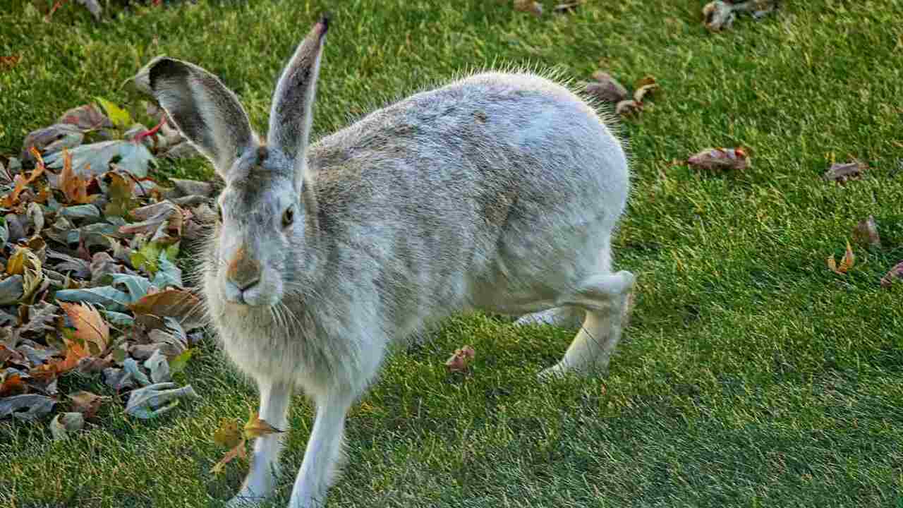 Hare
