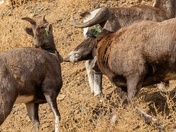 I Licked It, So It's Mine