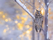 LONGEARED WITH BUSTLING CITY LIGHTS IN THE BACKGROUND