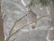 Barred owl in the first snow of the season