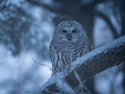 Barred owl in the first snow of the season