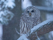 Barred owl in the first snow of the season
