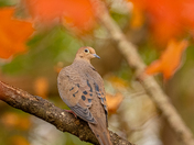 Mourning dove in fall foliage 