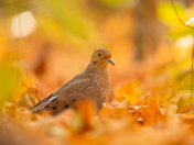 Mourning dove in fall foliage 