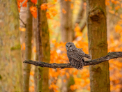 Barred owl watching the foliage 