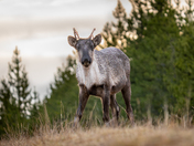 Young Caribou