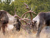 Fighting Caribou