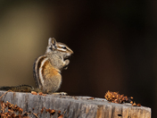 Apache-Sitgreaves National Forest