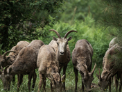Apache-Sitgreaves National Forest