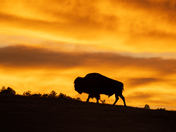 Wind Cave National Park