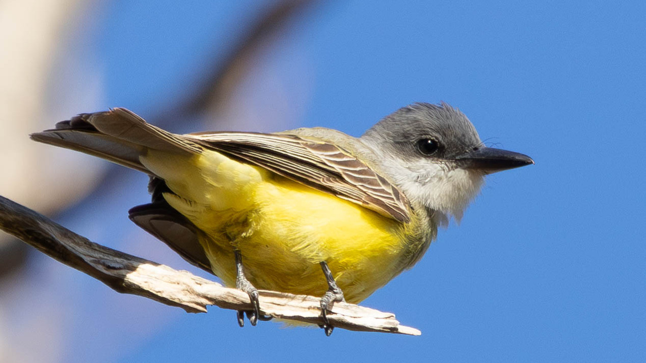Tropical Kingbird