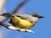 Tropical Kingbird