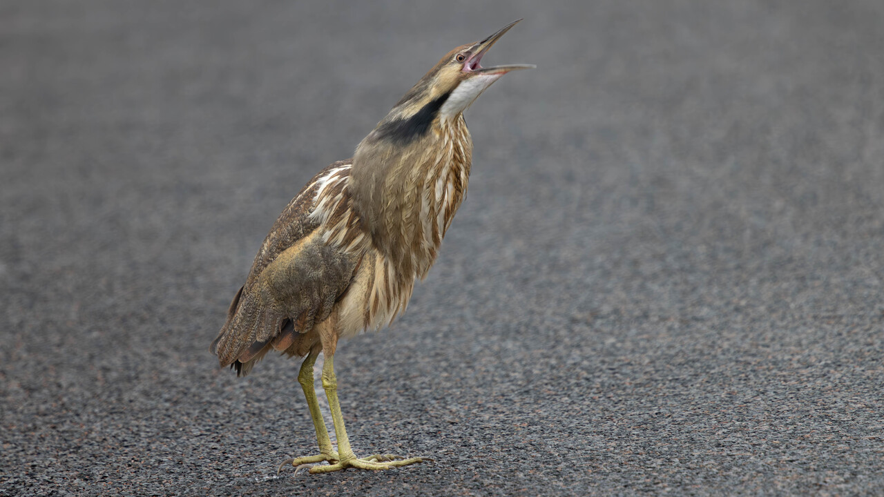 American Bittern