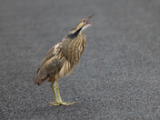 American Bittern