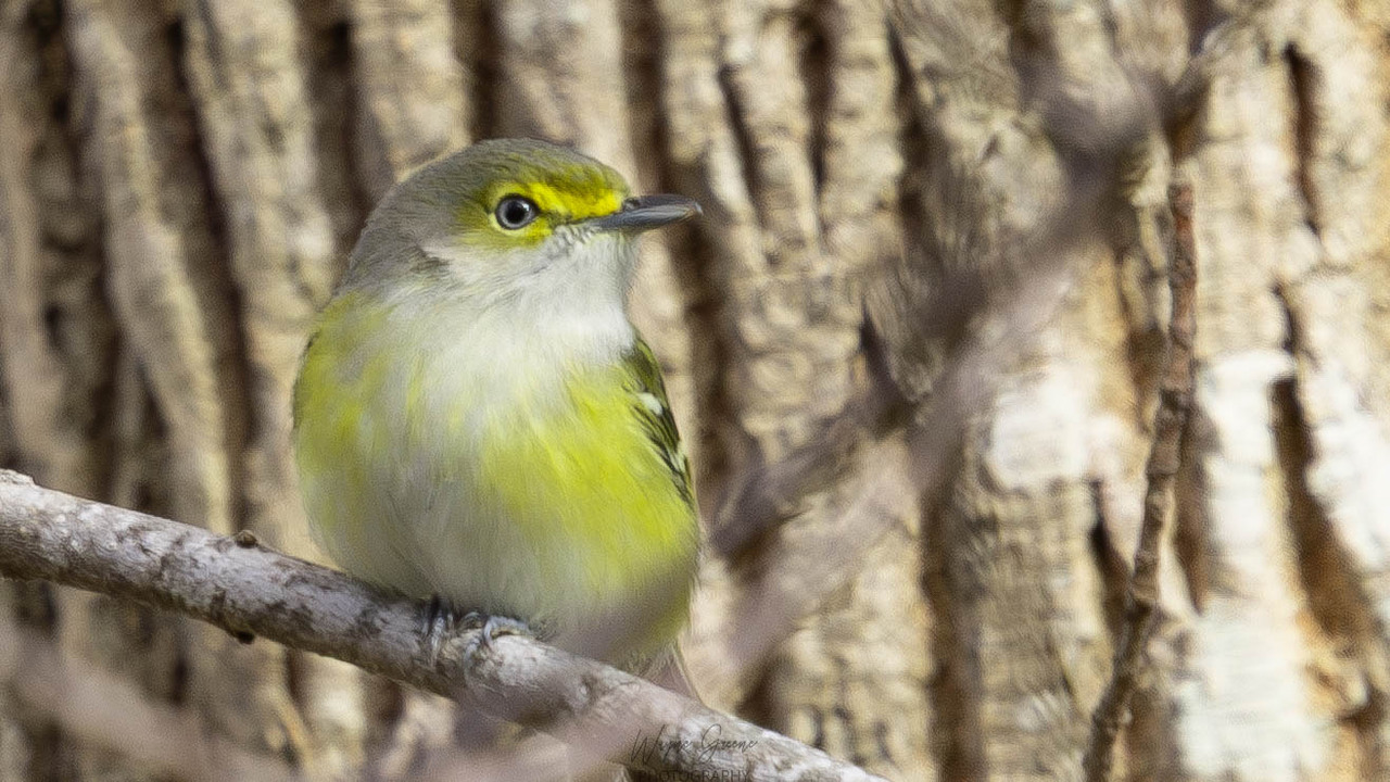 White-eyed Vireo