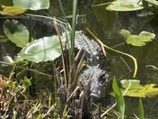 Everglades National Park