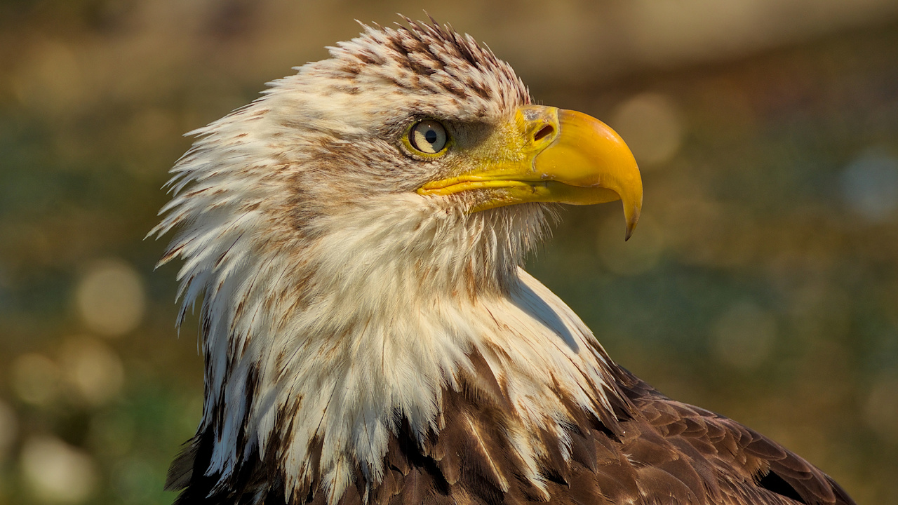 Bald Eagle