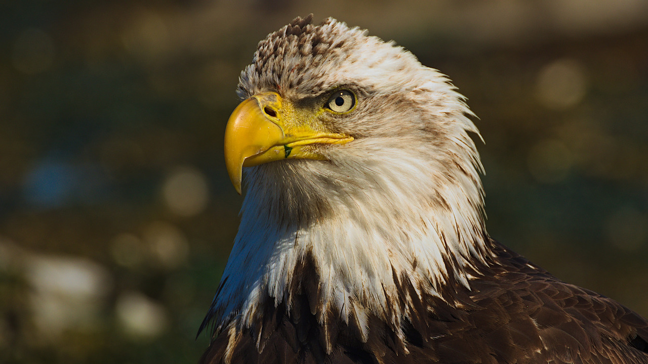 Bald Eagle