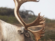 A Wet Day on the Barrens 