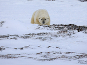 Big Polar Bear on the frozen tundra