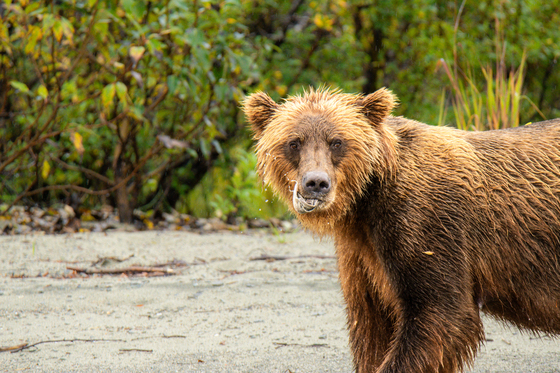 Lake Clark National Park
