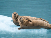 Kenai Fjords National Park