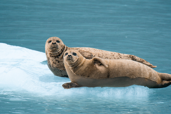 Kenai Fjords National Park