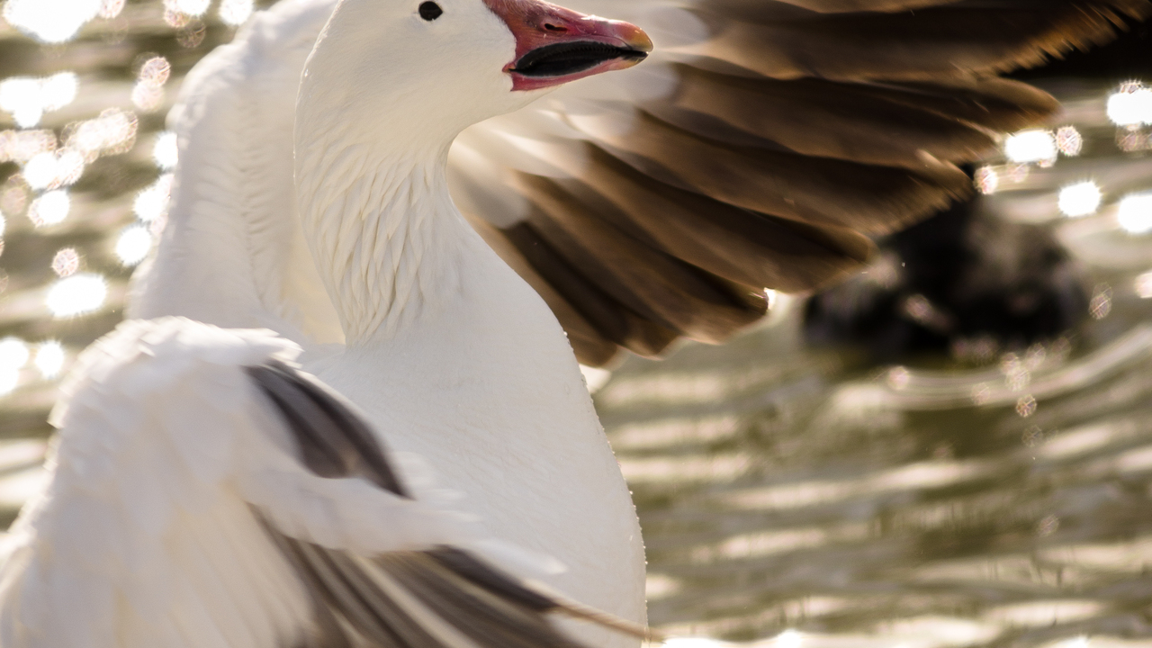 Snow Goose