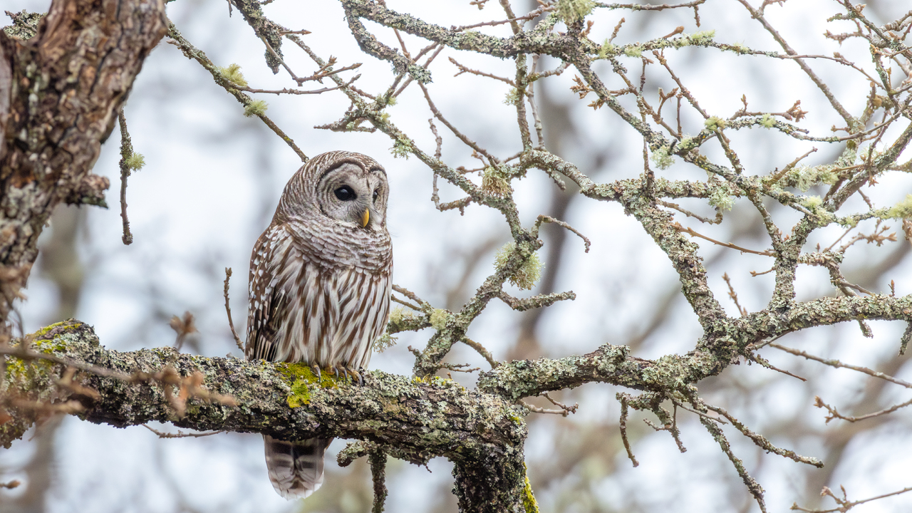 barred owl