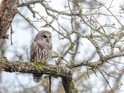 Barred owl