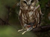 Northern Saw-whet with snack #1