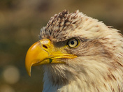 Eagle Portrait