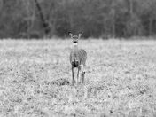 White-tailed Deer
