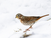 Fox Sparrow