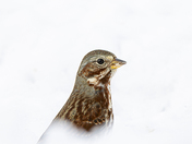 Fox Sparrow